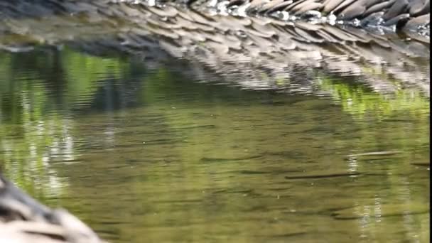 Pequeña Cascada Agua Clara — Vídeos de Stock