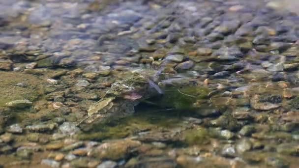 Pequeña Cascada Agua Clara — Vídeos de Stock