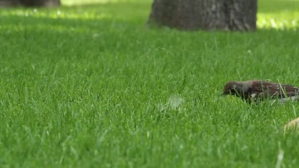 Een Vogel Het Groene Gras — Stockvideo