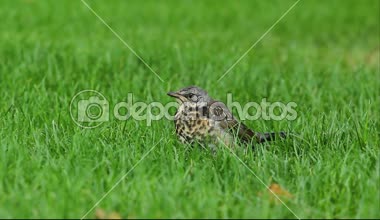 Yeşil çimenlerin üzerinde bir kuş