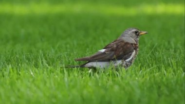Yeşil çimenlerin üzerinde bir kuş