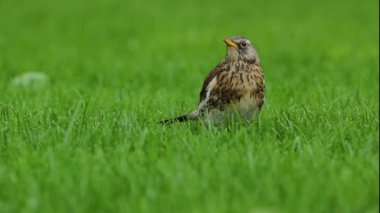 Yeşil çimenlerin üzerinde bir kuş
