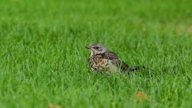 Yeşil çimenlerin üzerinde bir kuş