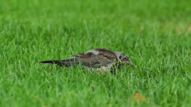 Yeşil çimenlerin üzerinde bir kuş