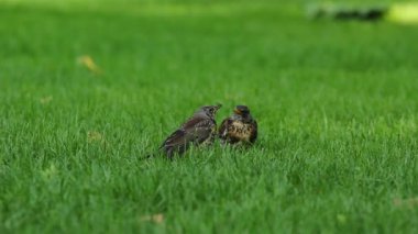 Yeşil çimenlerin üzerinde bir kuş