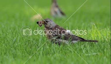 Yeşil çimenlerin üzerinde bir kuş