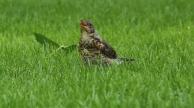 Yeşil çimenlerin üzerinde bir kuş