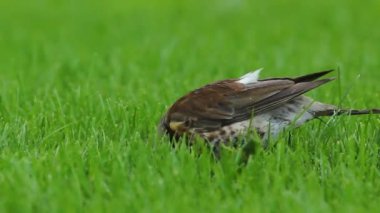 Yeşil çimenlerin üzerinde bir kuş