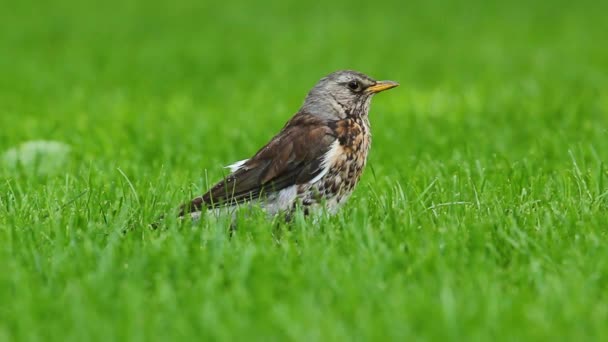 Oiseau Sur Herbe Verte — Video