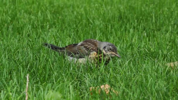 Een Vogel Het Groene Gras — Stockvideo