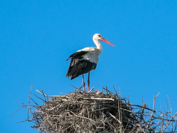 Gökyüzü arka planda yetişkin leylek