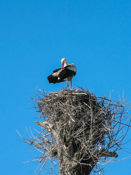 Gökyüzü arka planda yetişkin leylek