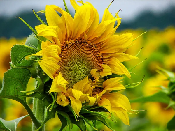 Güzel bir büyük ayçiçeği