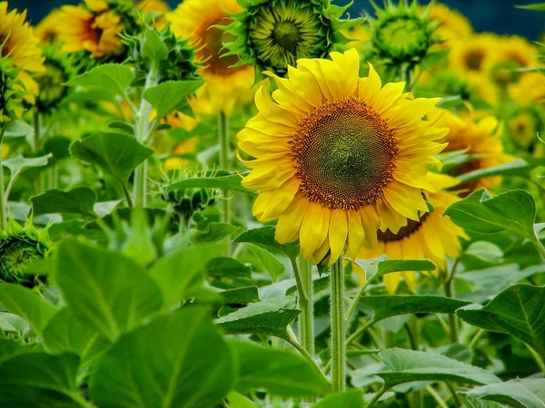 Güzel bir büyük ayçiçeği