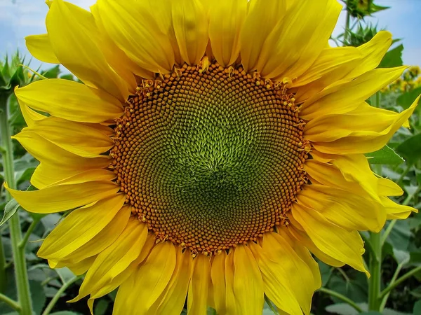 Güzel bir büyük ayçiçeği