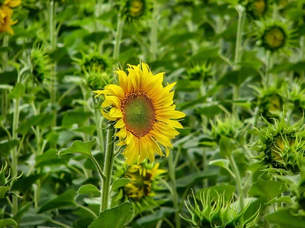Güzel bir büyük ayçiçeği