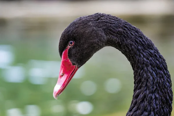 Siyah bir yetişkin kuğu