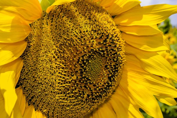 Güzel bir büyük ayçiçeği