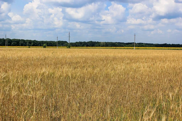 Köyün yakınındaki altın buğday tarlası