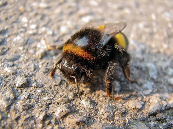 Asfalt üzerinde büyük Bumble Bee