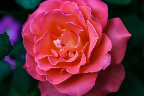 Fateful güzel pembe gül