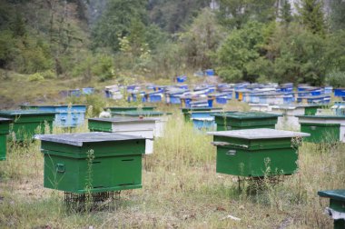 Abhazya dağlarda arı arı kovanı