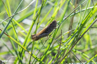Çekirge çimenlerde oturuyor.