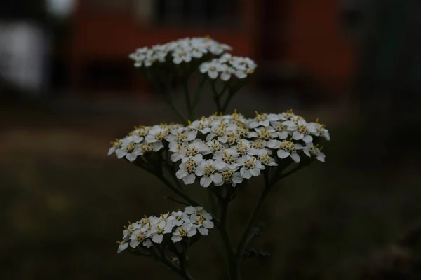 White macro flowers near house