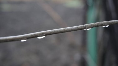 Makro damla, sonbahar, moiture, sonra yağmur