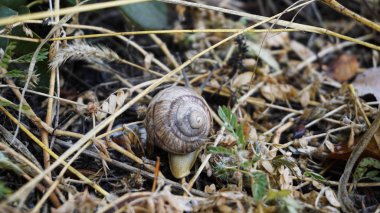Yağmur sonrası çimenlerin üzerinde sürünerek salyangoz