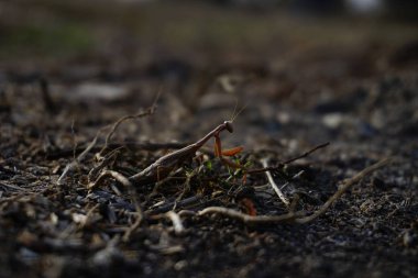 Mantis, macrophoto, Doğa, poz, böcek 