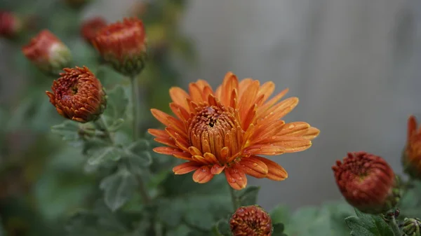 Orange chrisantemums after rain, flowers covered raindrops, orange flowers, macro photo, autumn flowers