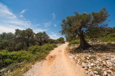 Zeytin ağaçları bahçesi, Akdeniz zeytinliği. Hırvatistan zeytinliği, Lun, Pag adası. - Görüntü