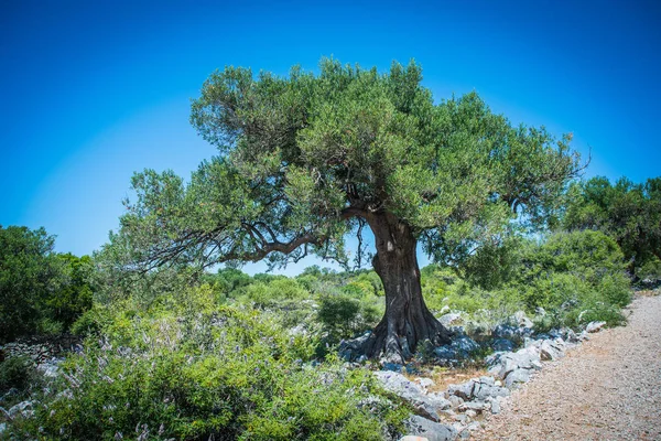 Jardin d'oliviers, vieux champs d'oliviers méditerranéens. Croatie oliveraie, Lun, île de Pag. - Image — Photo