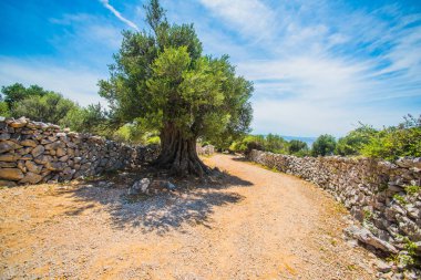 Zeytin ağaçları bahçesi, Akdeniz zeytinliği. Hırvatistan zeytinliği, Lun, Pag adası. - Görüntü