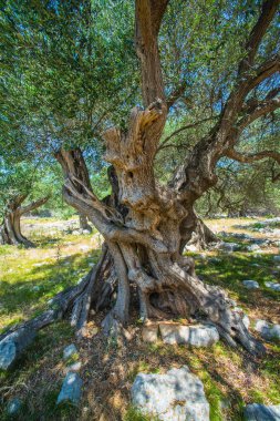 Zeytin ağaçları bahçesi, Akdeniz zeytinliği. Hırvatistan zeytinliği, Lun, Pag adası. - Görüntü