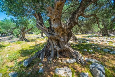 Zeytin ağaçları bahçesi, Akdeniz zeytinliği. Hırvatistan zeytinliği, Lun, Pag adası. - Görüntü