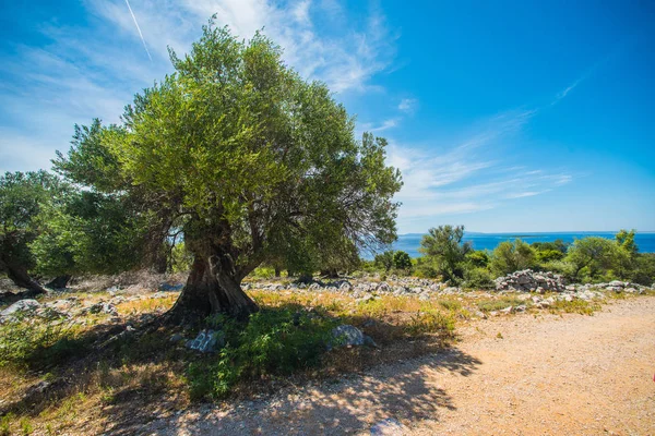 Jardin d'oliviers, vieux champs d'oliviers méditerranéens. Croatie oliveraie, Lun, île de Pag. - Image — Photo