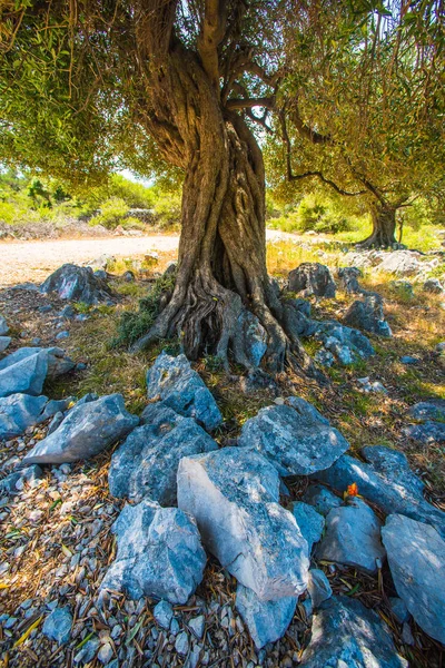 Jardin d'oliviers, vieux champs d'oliviers méditerranéens. Croatie oliveraie, Lun, île de Pag. - Image — Photo