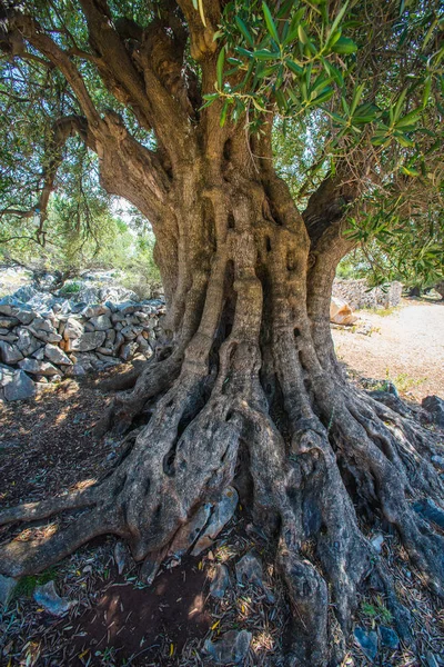 Olive Trees Garden, antigo campo de oliveiras mediterrânico. Croácia olival, Lun, ilha Pag. - Imagem — Fotografia de Stock