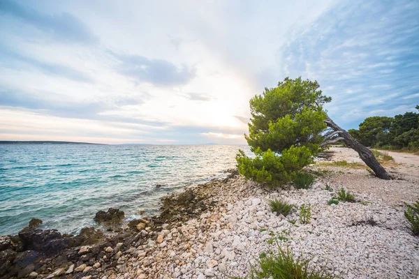 He pine tree on an empty beach of Adriatic Sea in Croatia — Stock Photo, Image