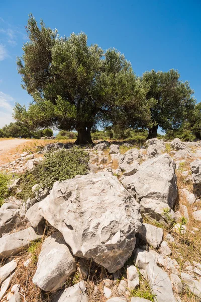Jardin d'oliviers, vieux champs d'oliviers méditerranéens. Croatie oliveraie, Lun, île de Pag. - Image — Photo