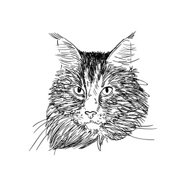 Maine Rakun Kedisi 'nin robot resim tarzında el çizimi portresi. Beyaz üzerine izole edilmiş siyah vektör illüstrasyonu