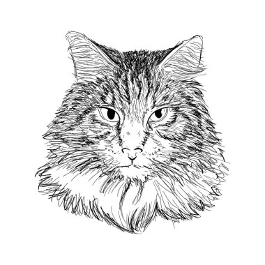 Maine Rakun Kedisi 'nin robot resim tarzında el çizimi portresi. Beyaz üzerine izole edilmiş siyah vektör illüstrasyonu