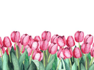 Beyaz arka planda pembe laleler. Botanik illüstrasyon. Suluboya resim.