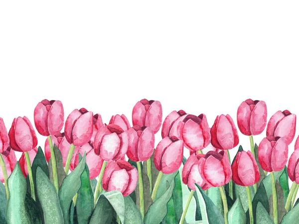 Pink tulips on white background. Botanical illustration. Watercolor painting.