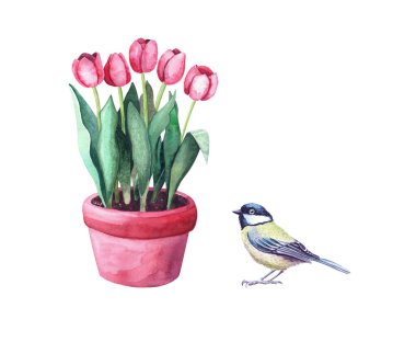 Watercolor red tulips in a pot and a tit bird. Home plant in the garden with animal. Illustration isolated on white background