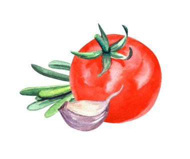 Beyaz arka planda el çizimi suluboya domates, sarımsak ve biberiye resmi.