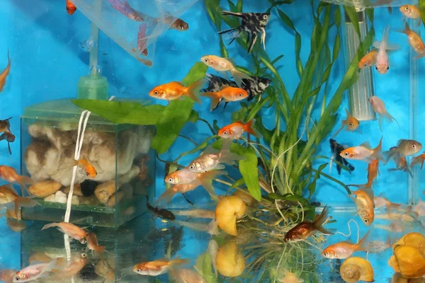 Small gold fishes inside water tank with decorative plants