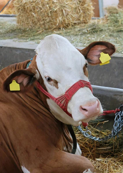 Vaca Doméstica Dentro Estável Com Pilhas Palheiros Nas Costas — Fotografia de Stock